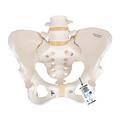 3B Scientific Pelvic Skeleton, female - w/ 3B Smart Anatomy 1000134